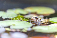 Common frog (Rana temporaria) (40 of 1)-28