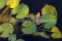 Common frog (Rana temporaria) (46 of 1)-31