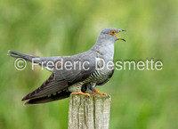 Cuckoo (Cuculus canorus)-814