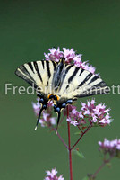 Scarce swallowtail 5 (Iphiclides podalirius)