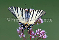 Scarce swallowtail 3 (Iphiclides podalirius)