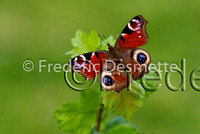 Peacock butterfly 1 (Inachis io)