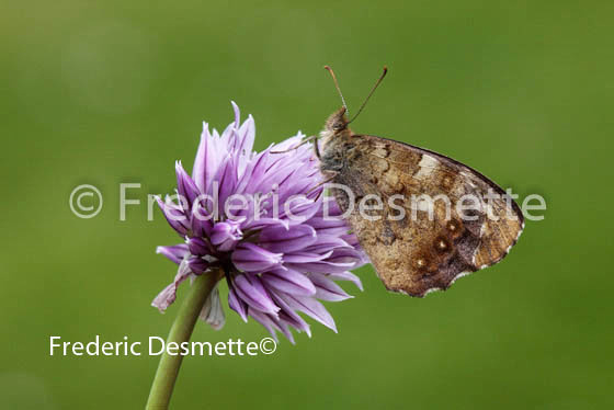 Speckled wood  1 (Pararge aegeria)