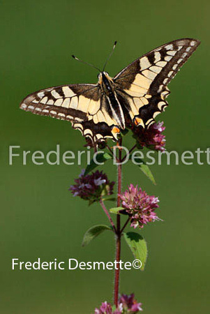 Swallowtail 8 (Papilio machaon)