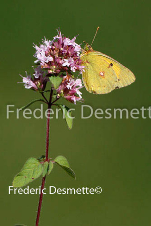 Clouded yellow 3 (Colias hecla)