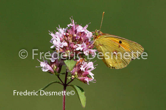 Clouded yellow 2 (Colias hecla)
