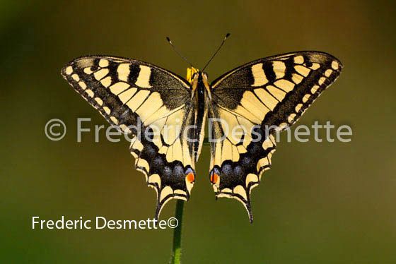 Swallowtail 3 (Papilio machaon)