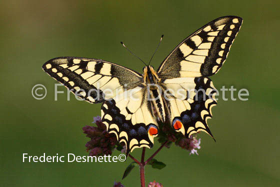 Swallowtail 4 (Papilio machaon)
