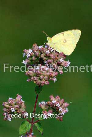 Clouded yellow 4 (Colias hecla)