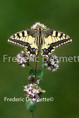Swallowtail 10 (Papilio machaon)