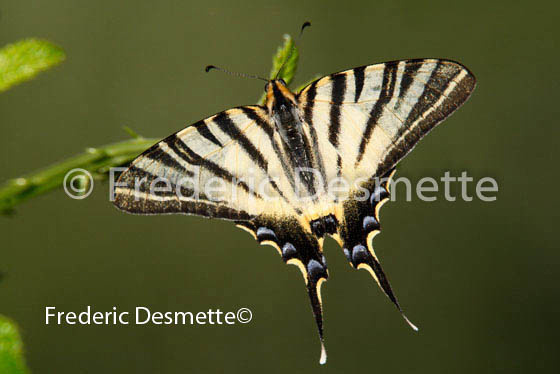 Scarce swallowtail 7 (Iphiclides podalirius)