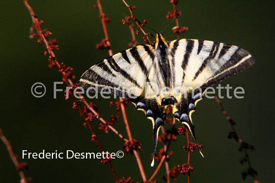 Scarce swallowtail 9 (Iphiclides podalirius)