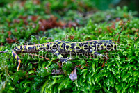 Marbled newt 1 (Triturus marmoratus)-3