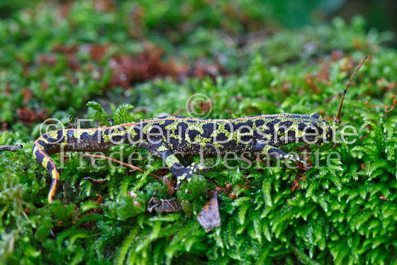Marbled newt 1 (Triturus marmoratus)-3