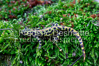 Marbled newt 3 (Triturus marmoratus)-5