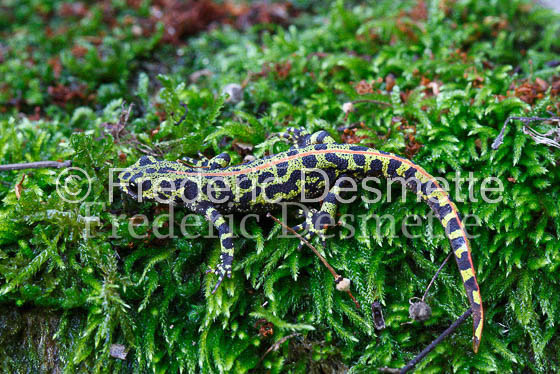 Marbled newt 3 (Triturus marmoratus)-5