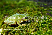 Commom tree frog 1 (Hyla arborea)-6
