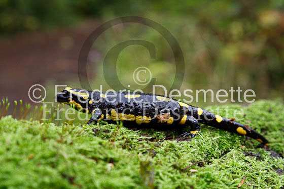 Fire salamander 2 (Salamandra salamandra)-7