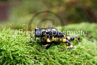 Fire salamander 5 (Salamandra salamandra)-9