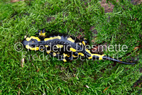 Fire salamander 3 (Salamandra salamandra)-10