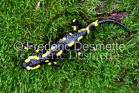 Fire salamander 4 (Salamandra salamandra)-11