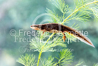 Common newt 1 (Triturus vulgaris)-15