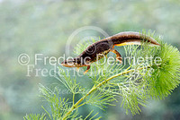 Common newt  3 (Triturus vulgaris)-16