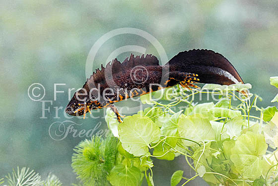 Northen crested newt 3 (Triturus cristatus )-18