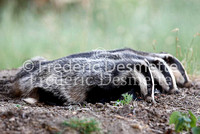 Badger 6 (Meles meles)