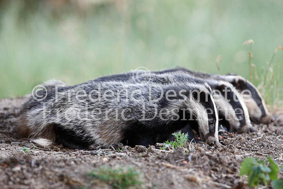 Badger 6 (Meles meles)