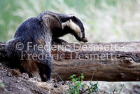 Badger 29 (Meles meles)