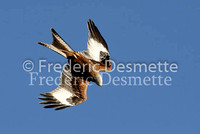 Red kite 7 (Milvus milvus)