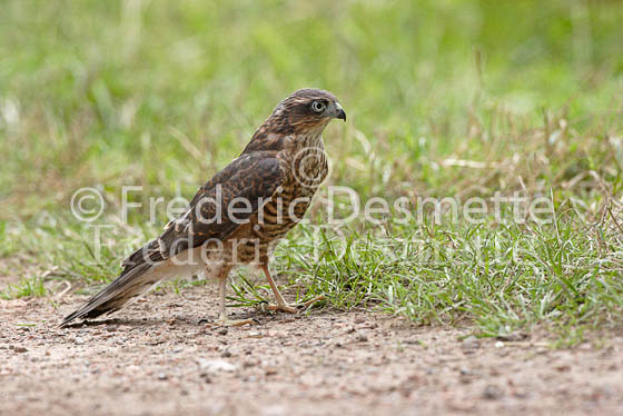 Sparrowhawk 2 (Accipiter nisus)