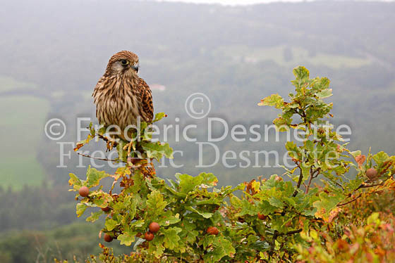 Kestrel 17 (Falco tinnunculus)