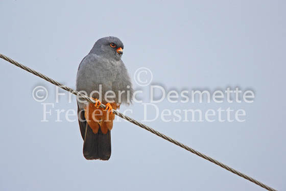 Red-footed falcon 5 (Falco vespertinus)