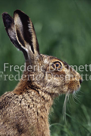 Brown hare 55 (Lepus europaeus)