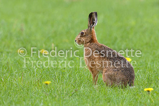 Brown hare 3 (Lepus europaeus)