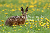 Brown hare 5 (Lepus europaeus)