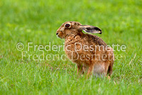 Brown hare 6 (Lepus europaeus)