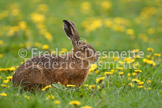 Brown hare 7 (Lepus europaeus)