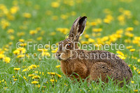 Brown hare 2 (Lepus europaeus)