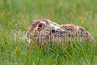 Brown hare 74 (Lepus europaeus)