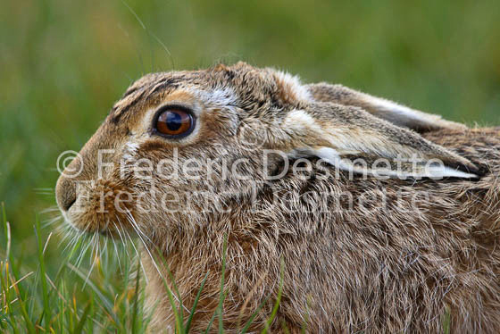 Brown hare 60 (Lepus europaeus)