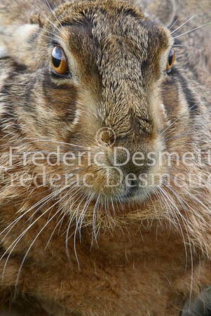 Brown hare 61 (Lepus europaeus)