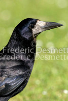 Rook 3 (Corvus frugilegus)