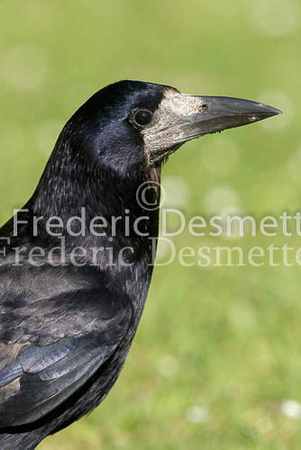 Rook 3 (Corvus frugilegus)