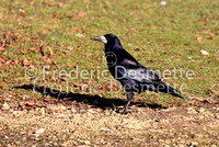 Rook 5 (Corvus frugilegus)