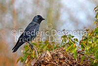 Jackdaw 5 (Corvus monedula)