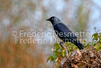 Jackdaw 1 (Corvus monedula)