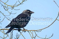Jackdaw 7 (Corvus monedula)